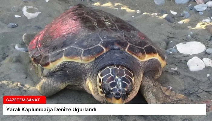 Yaralı Kaplumbağa Denize Uğurlandı