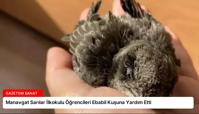 Manavgat Sarılar İlkokulu Öğrencileri Ebabil Kuşuna Yardım Etti