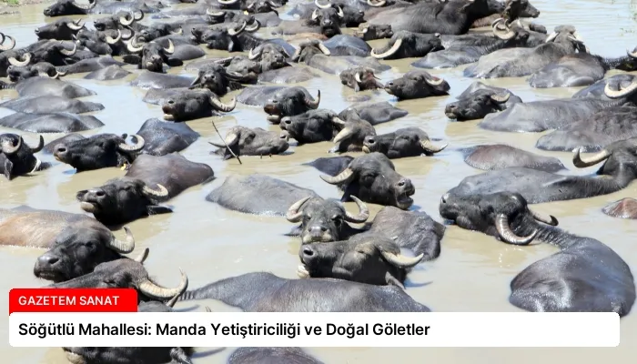 Söğütlü Mahallesi: Manda Yetiştiriciliği ve Doğal Göletler