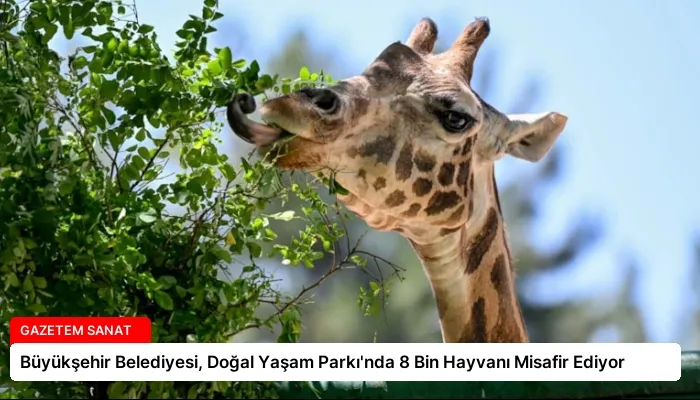 Büyükşehir Belediyesi, Doğal Yaşam Parkı’nda 8 Bin Hayvanı Misafir Ediyor