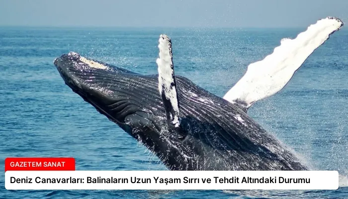 Deniz Canavarları: Balinaların Uzun Yaşam Sırrı ve Tehdit Altındaki Durumu