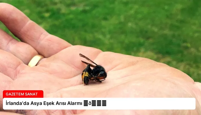 İrlanda’da Asya Eşek Arısı Alarmı ⏬👇