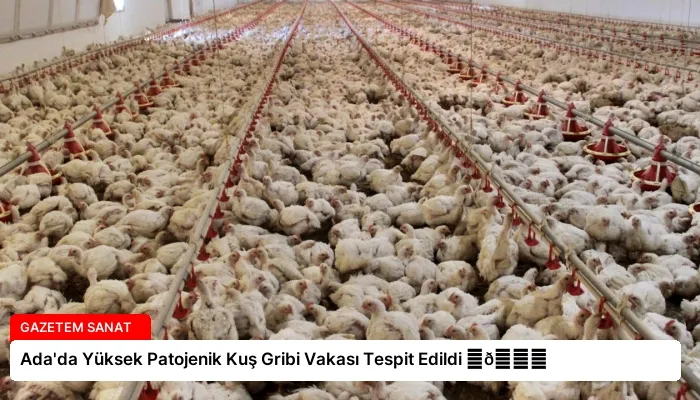 Ada’da Yüksek Patojenik Kuş Gribi Vakası Tespit Edildi ⏬👇