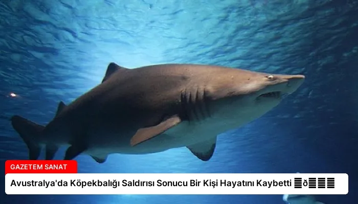 Avustralya’da Köpekbalığı Saldırısı Sonucu Bir Kişi Hayatını Kaybetti ⏬👇