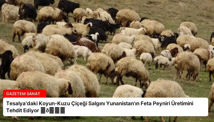 Tesalya’daki Koyun-Kuzu Çiçeği Salgını Yunanistan’ın Feta Peyniri Üretimini Tehdit Ediyor ⏬👇