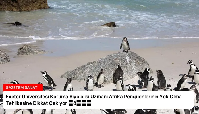 Exeter Üniversitesi Koruma Biyolojisi Uzmanı Afrika Penguenlerinin Yok Olma Tehlikesine Dikkat Çekiyor ⏬👇