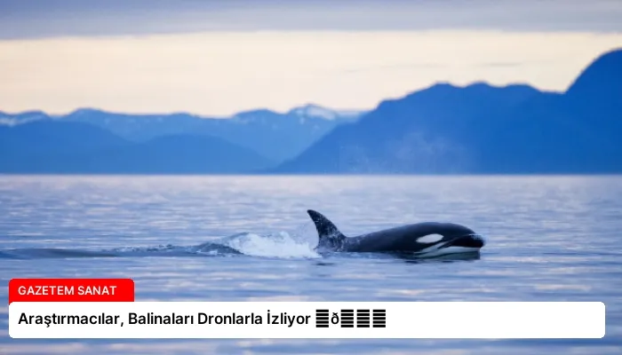 Araştırmacılar, Balinaları Dronlarla İzliyor ⏬👇
