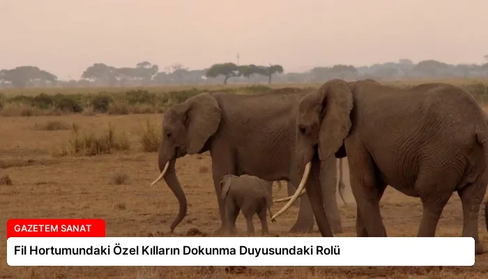 Fil Hortumundaki Özel Kılların Dokunma Duyusundaki Rolü