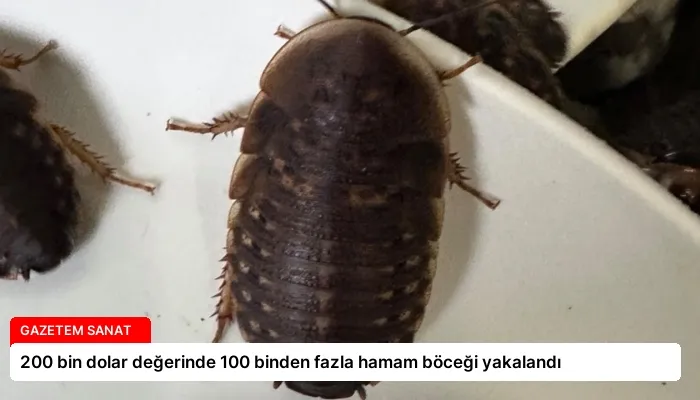 200 bin dolar değerinde 100 binden fazla hamam böceği yakalandı