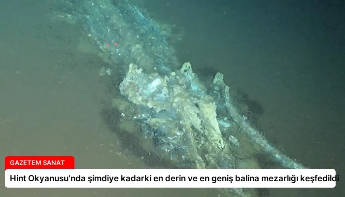 Hint Okyanusu’nda şimdiye kadarki en derin ve en geniş balina mezarlığı keşfedildi